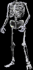 [Skeleton Body]