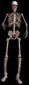 [Skeleton, 59x172 (3 kb)]